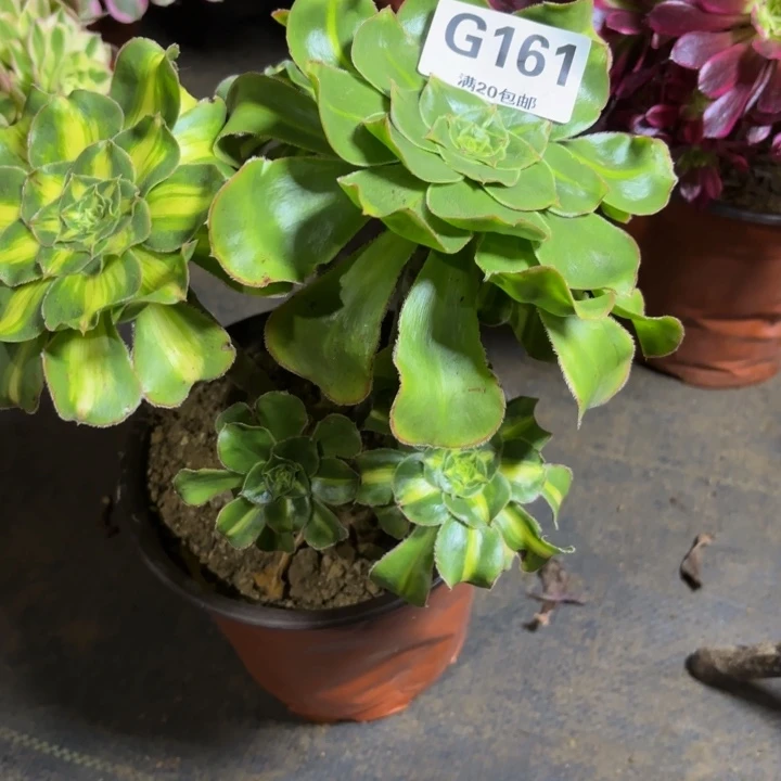 瑞妈，，，。。。161暴君，