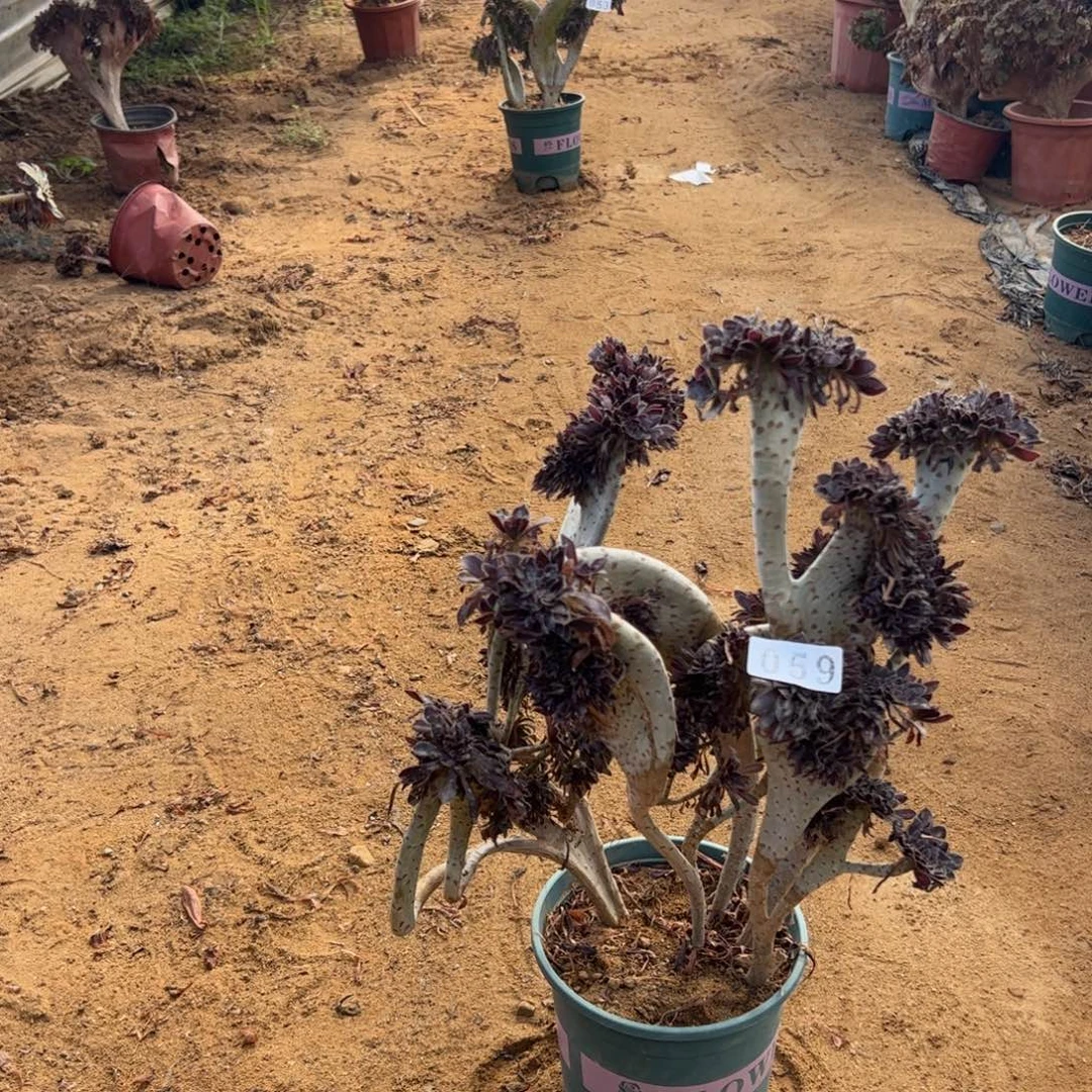 微瑕疵黑缀059高40厘米