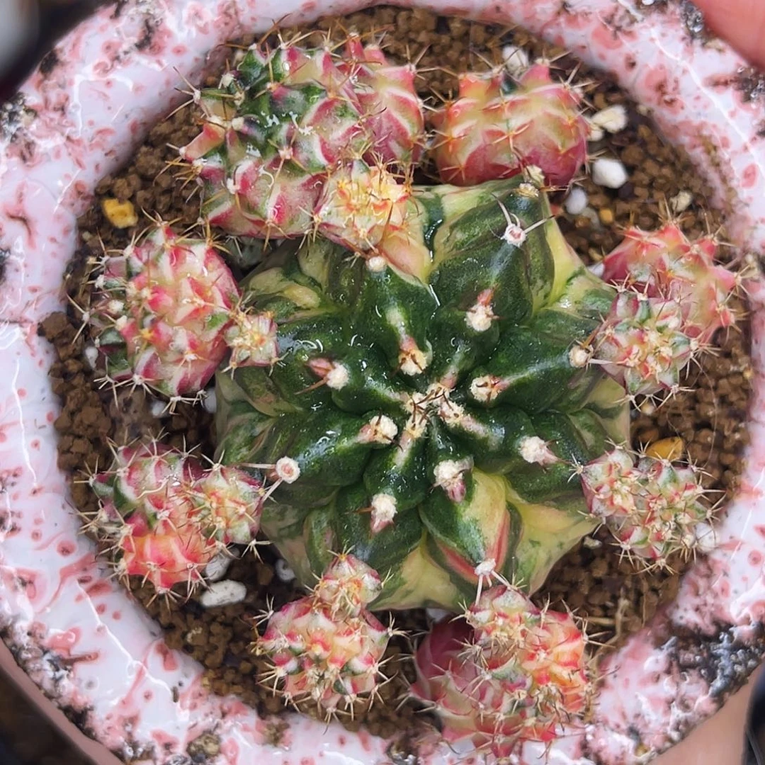 时***步Harmony 名品一物一拍