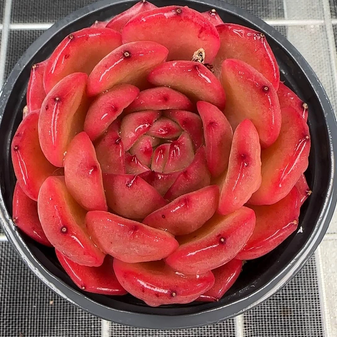 从前慢花园精选劳拉