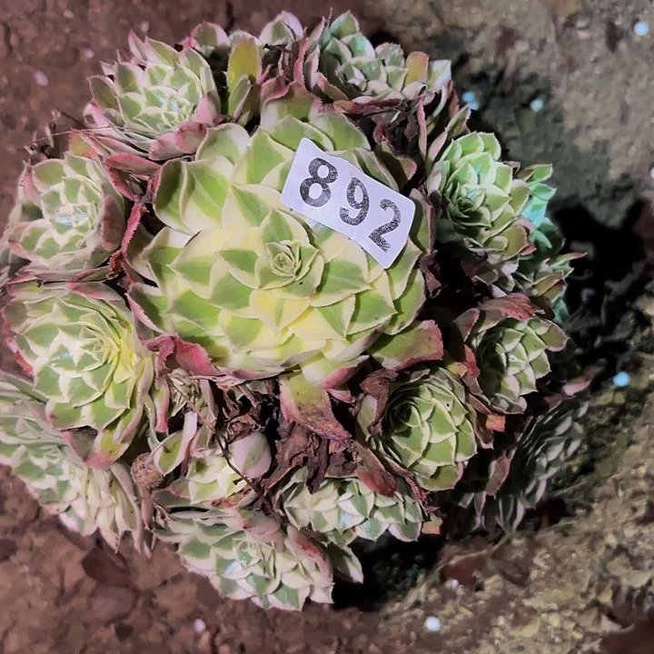 892唐三彩多肉植物