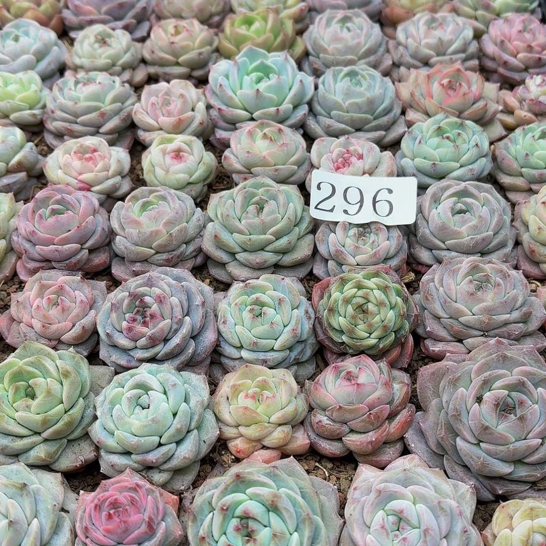 清****༇多肉植物多肉植物296