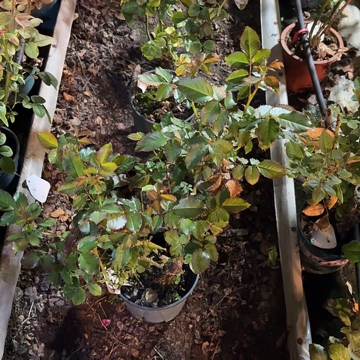 无花朵甜蜜城市一加