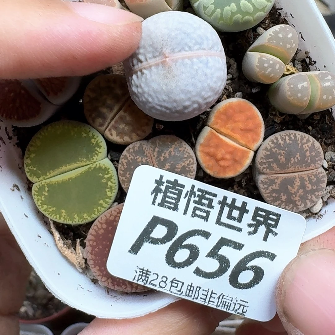 多肉植物的润泽地方