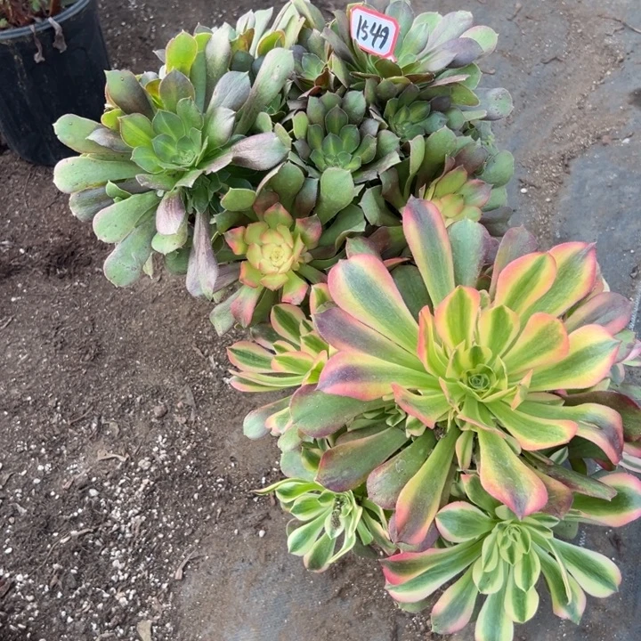 多肉植物1549不售后