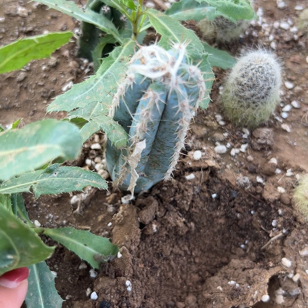 多肉植物多肉植物