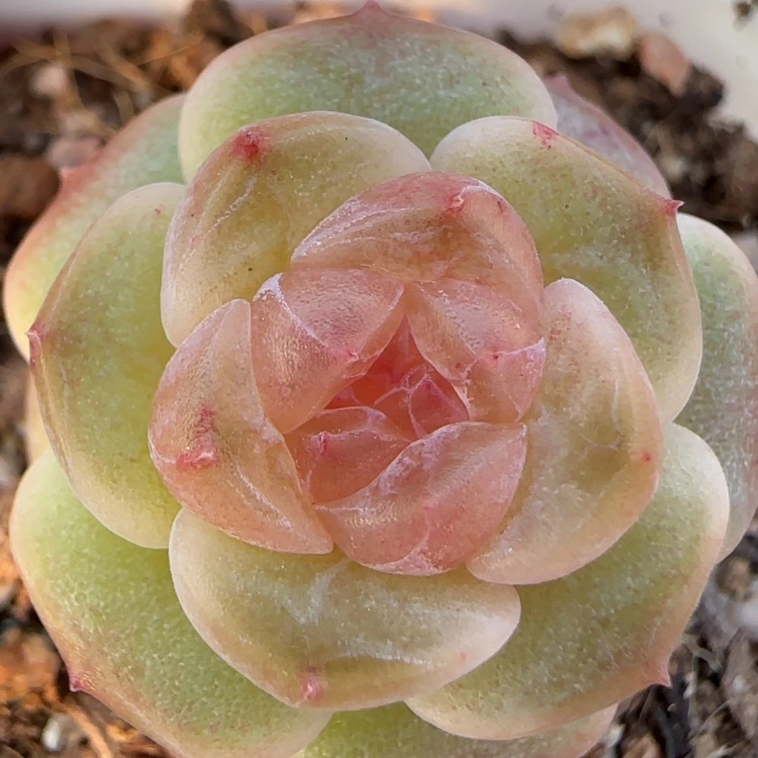 绝绝子多肉植物一颗