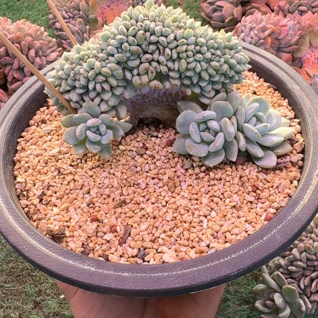 星影树缀无砍多肉