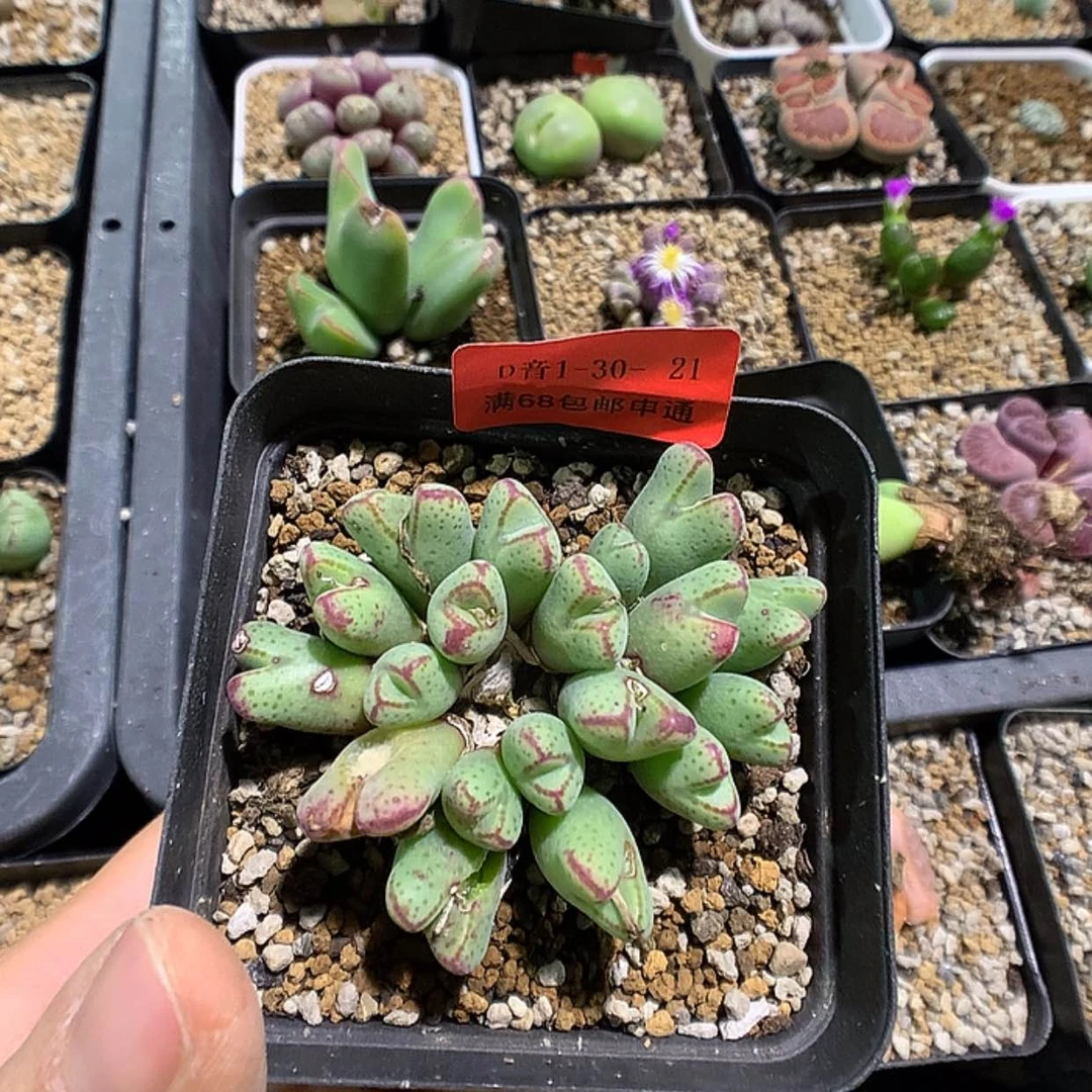 【闪购商品】1-30-21 红嘴斑马一群特 35