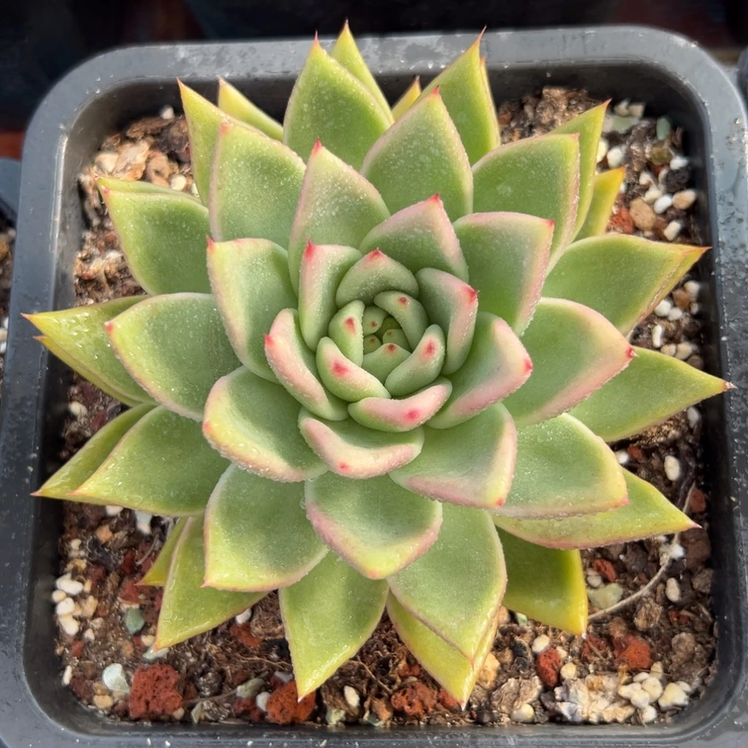 多肉植物一物一拍（9号）