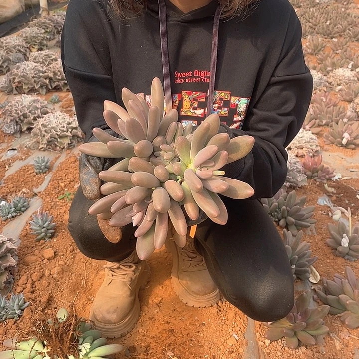 糖果美人三头带崽发货35.8米 量拍多肉