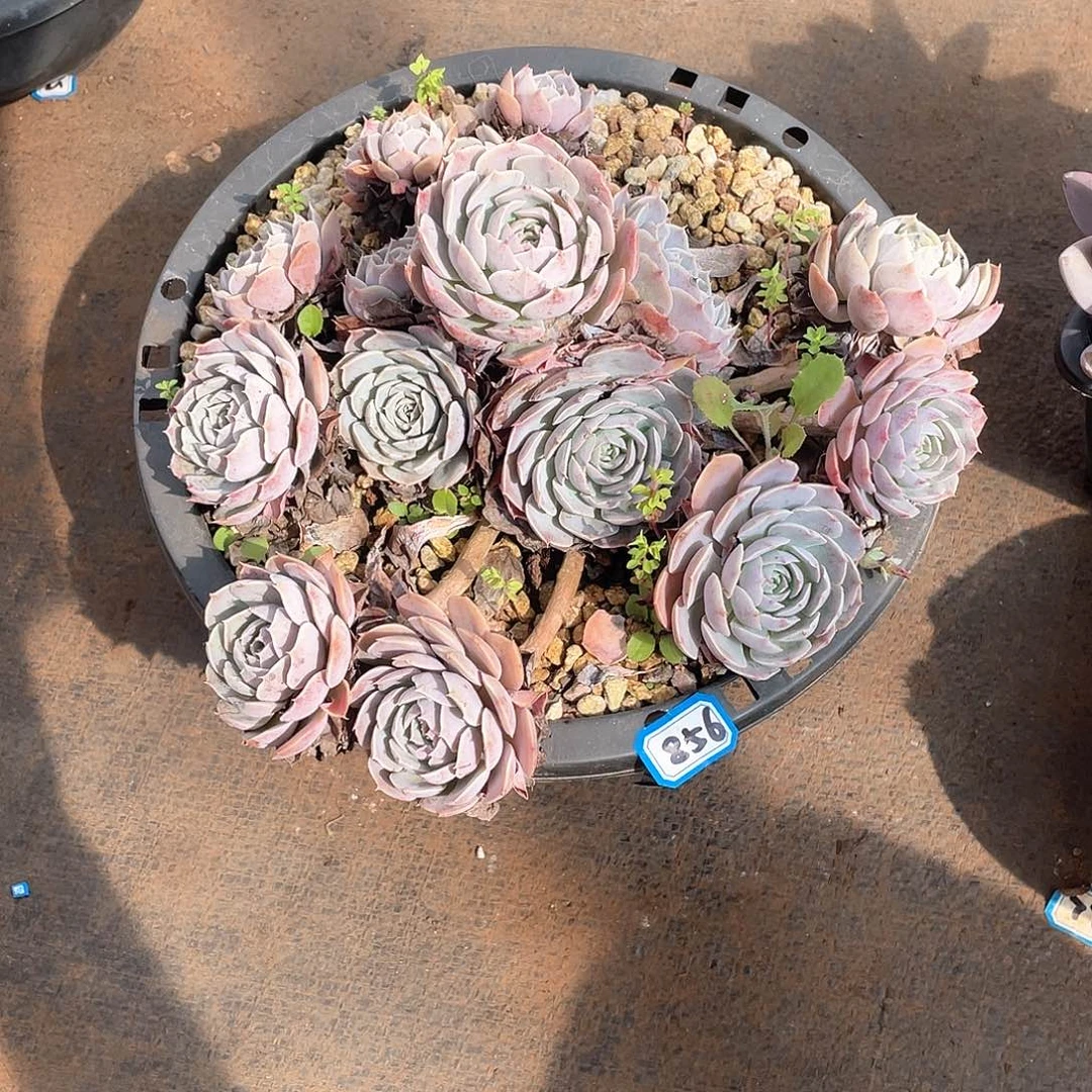 856天赐 一物一拍多肉