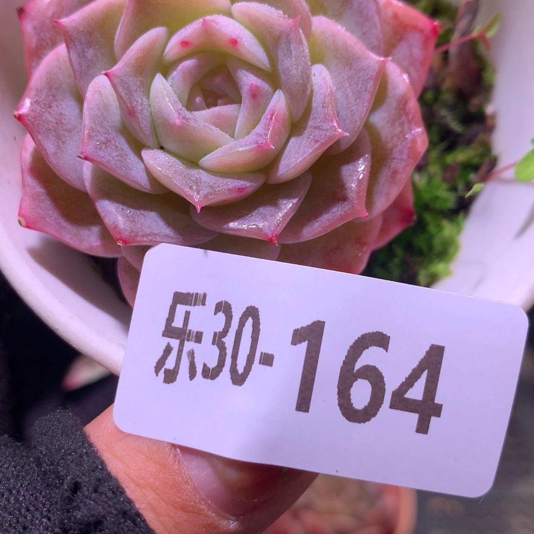 乐然30-164 纯爱单头