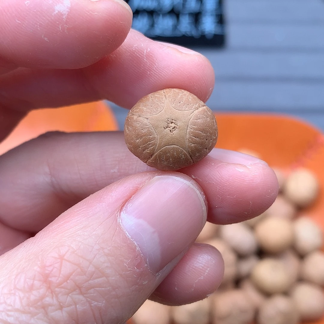 吊坠凤眼菩提17+五星，非质量问题开孔不退