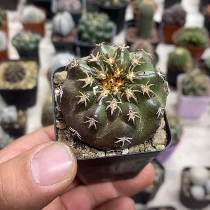 猫爪圆盘玉特价福利