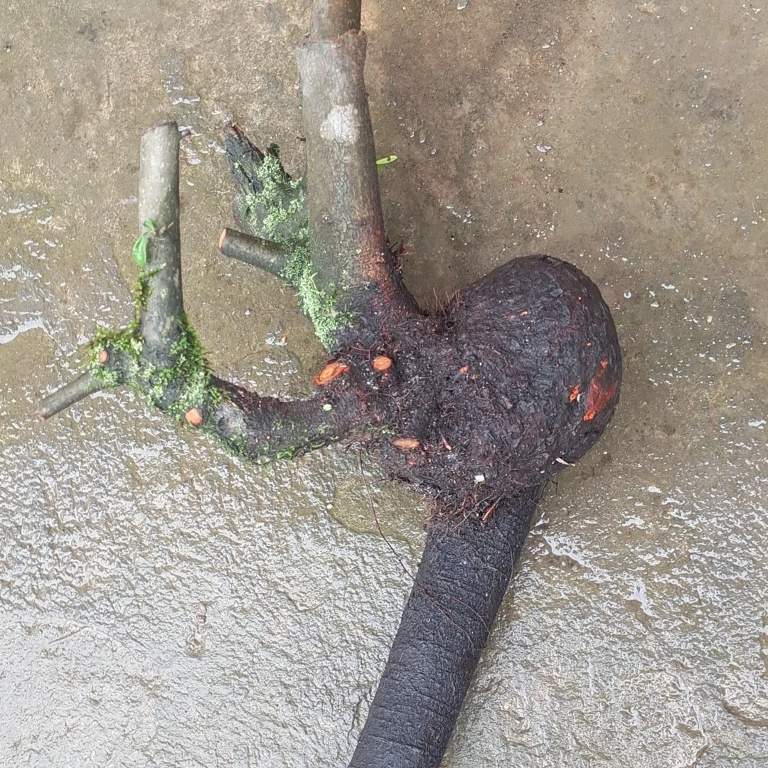 火棘坨坨老桩盆栽耐寒耐热易活好养适合室内外种植