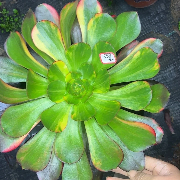 巫毒七彩780多肉植物