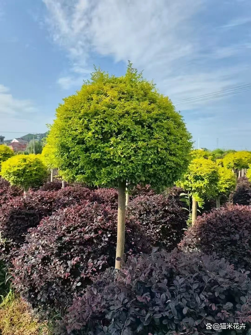 亮晶棒棒糖四季常青适用于别墅花池花园布置造景