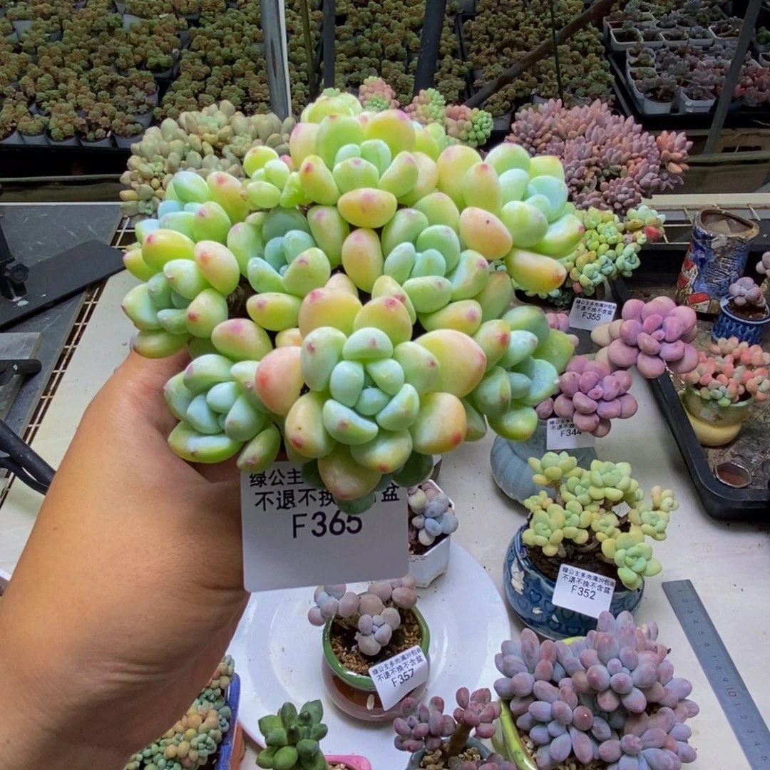 365腰子罗琦多肉有断枝