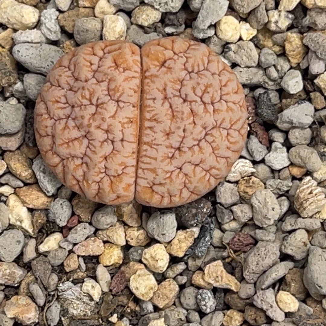 9664拿铁1891尺寸2.0