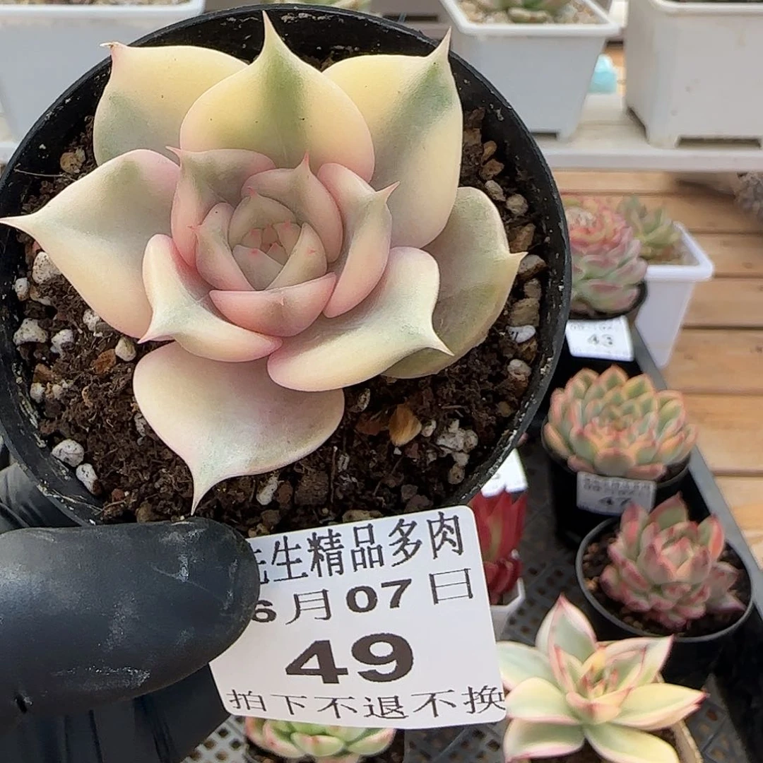 0607-49贝加尔湖锦
