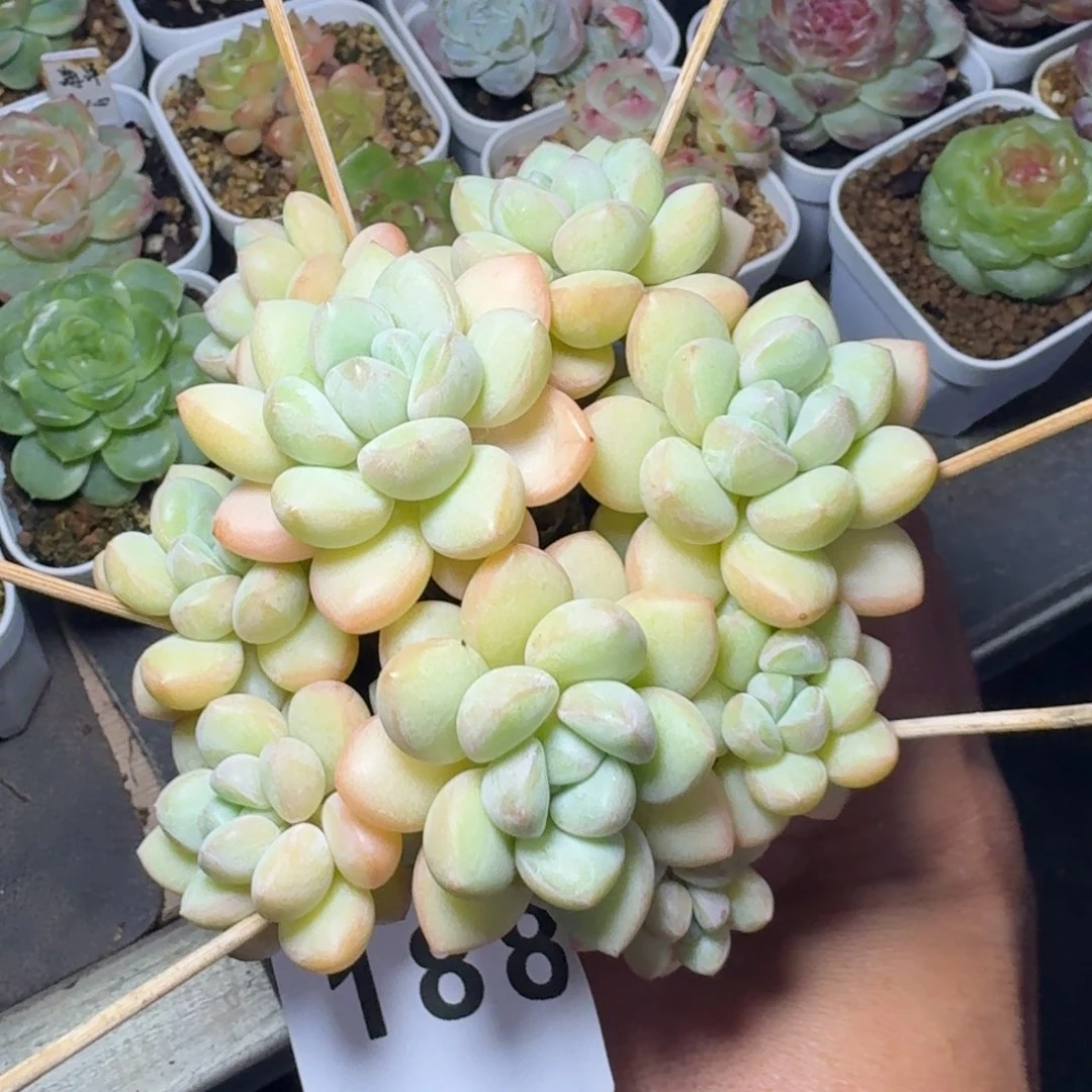 泡泡糖
