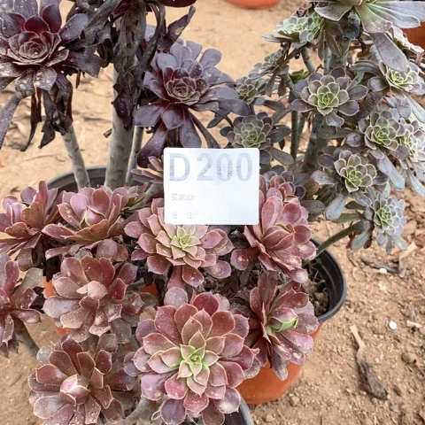 200三颗法师多肉植物