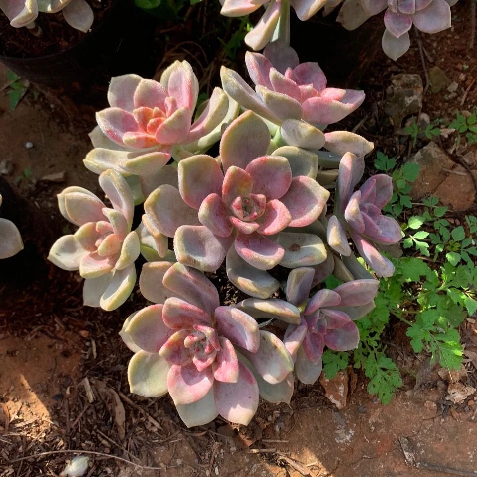 2王小二多肉紫乐 全店多肉任意拍满2单发货 拍满5单送一包吡虫啉