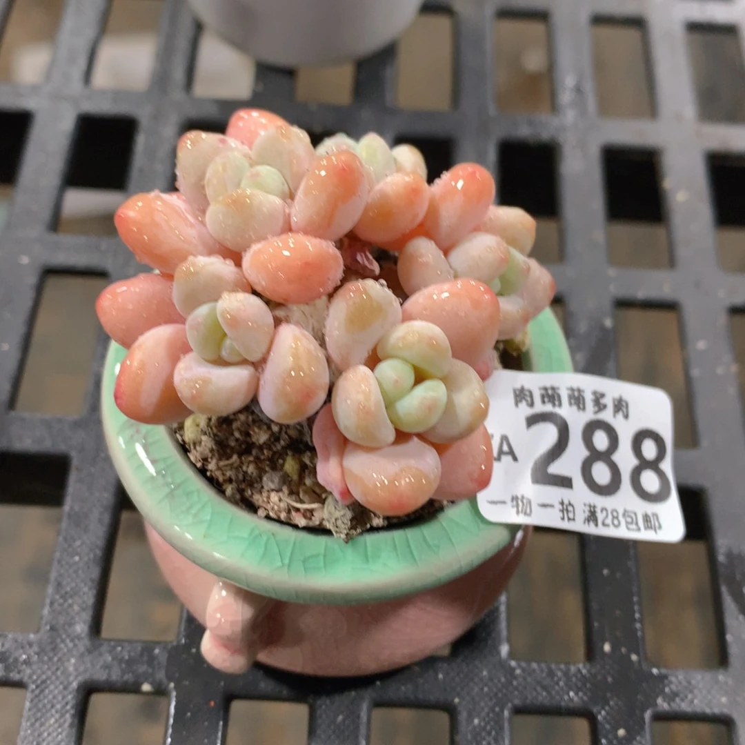 肉萌萌拇指盆精控多肉ZA288