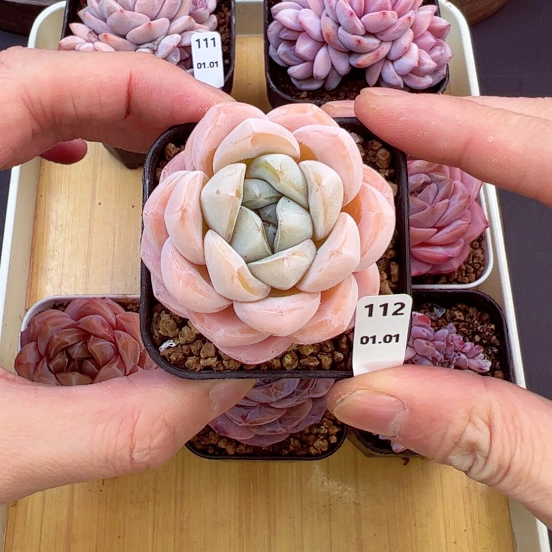 好好看112、哈哈哈哈