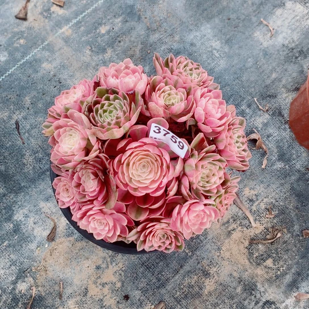 倾城3759多肉20冠服