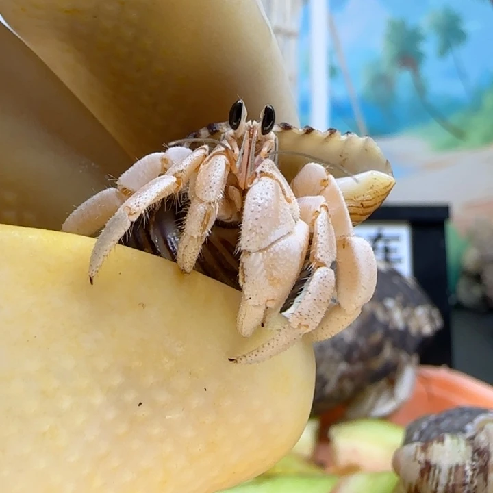乐***甜西沙灰白1.2cm口径