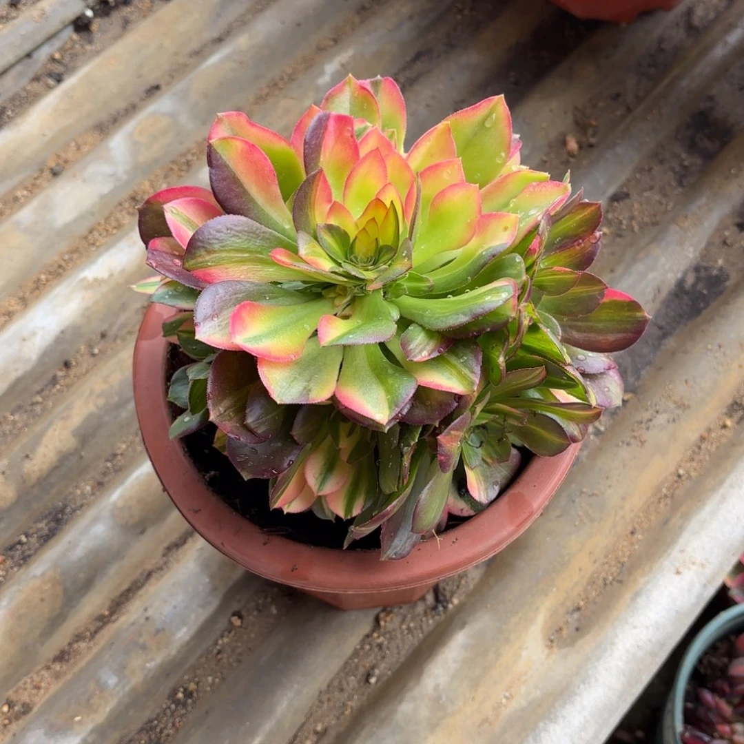 用****0花好月又圆202515