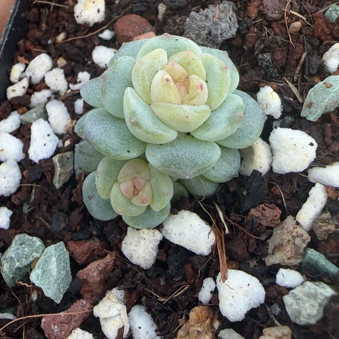 小卡拉米糖心一物一拍