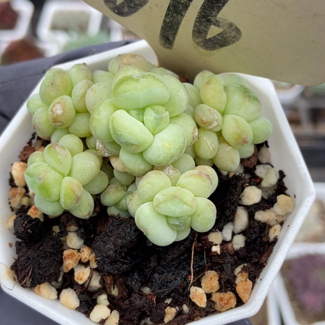 696阳光玫瑰多肉植物