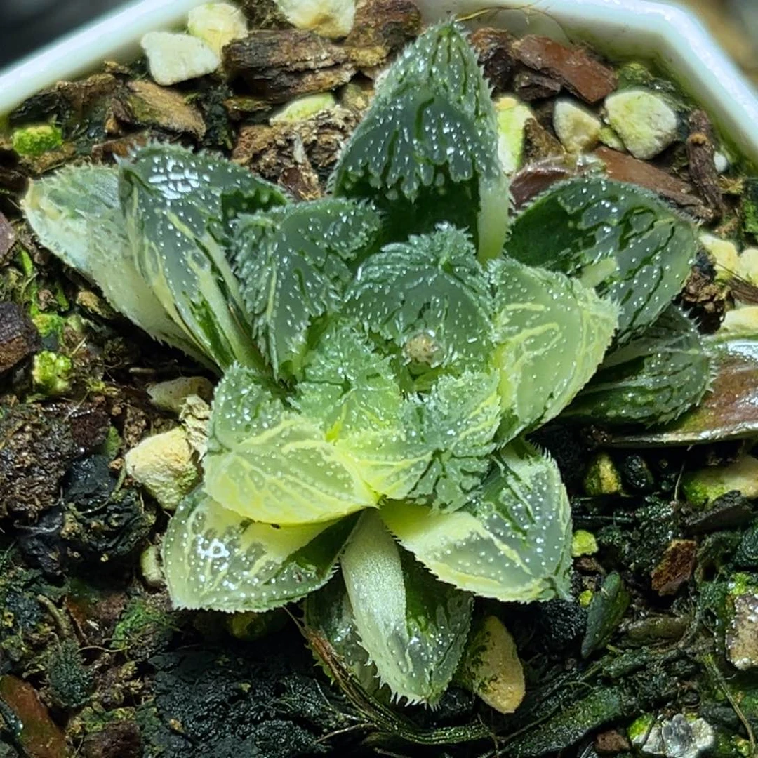 恭喜发财大吉大利0099多肉