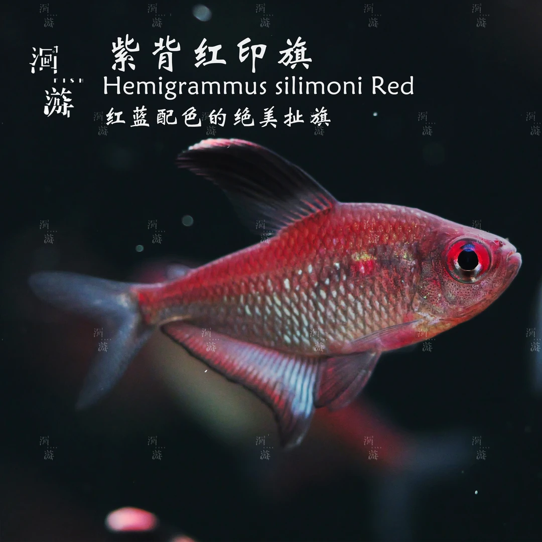 【洄游】紫背绿背红印旗 灯鱼南美热带观赏鱼/定水检疫/满100包邮