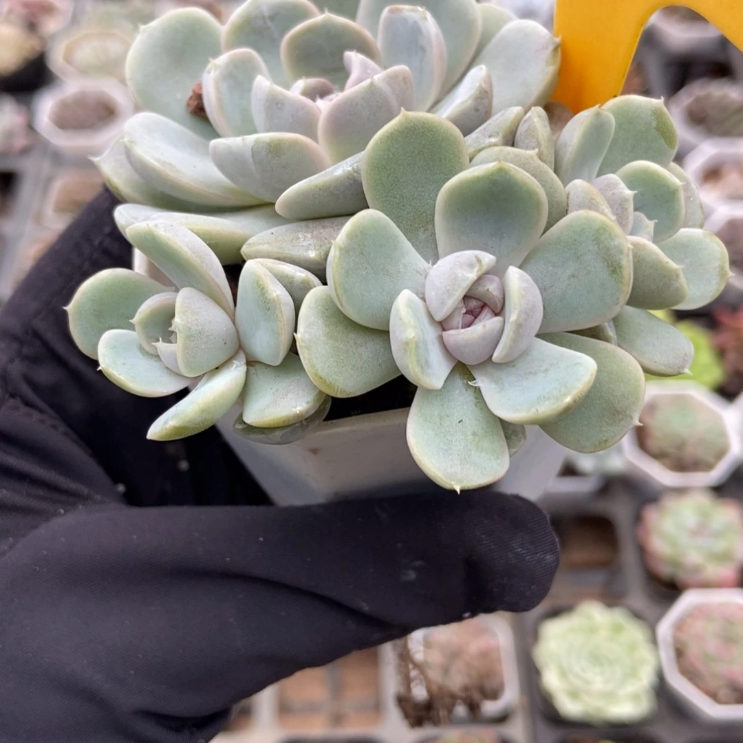 6136汉堡多肉植物多肉