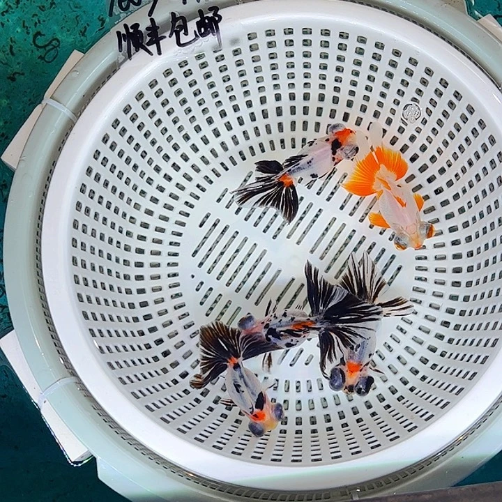 金鱼蝶尾。