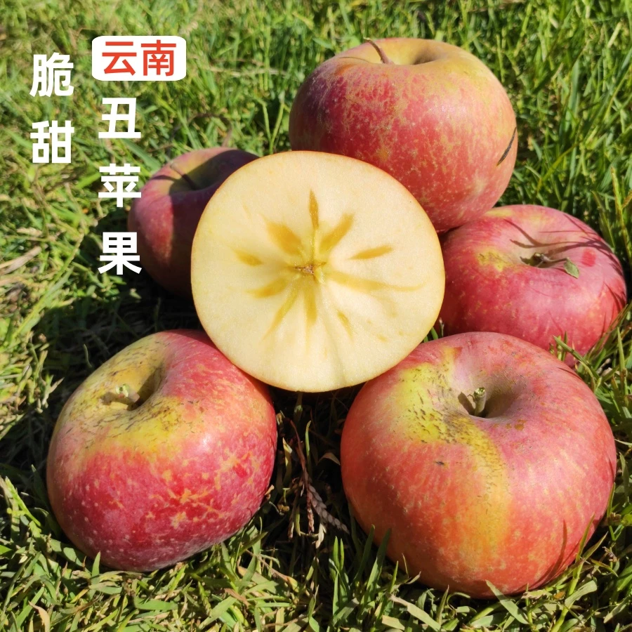 正宗云南昭通丑苹果脆甜多汁高原生态苹果现货速发当季包邮