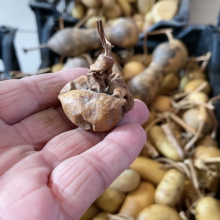 三*ehi do dw h b d d