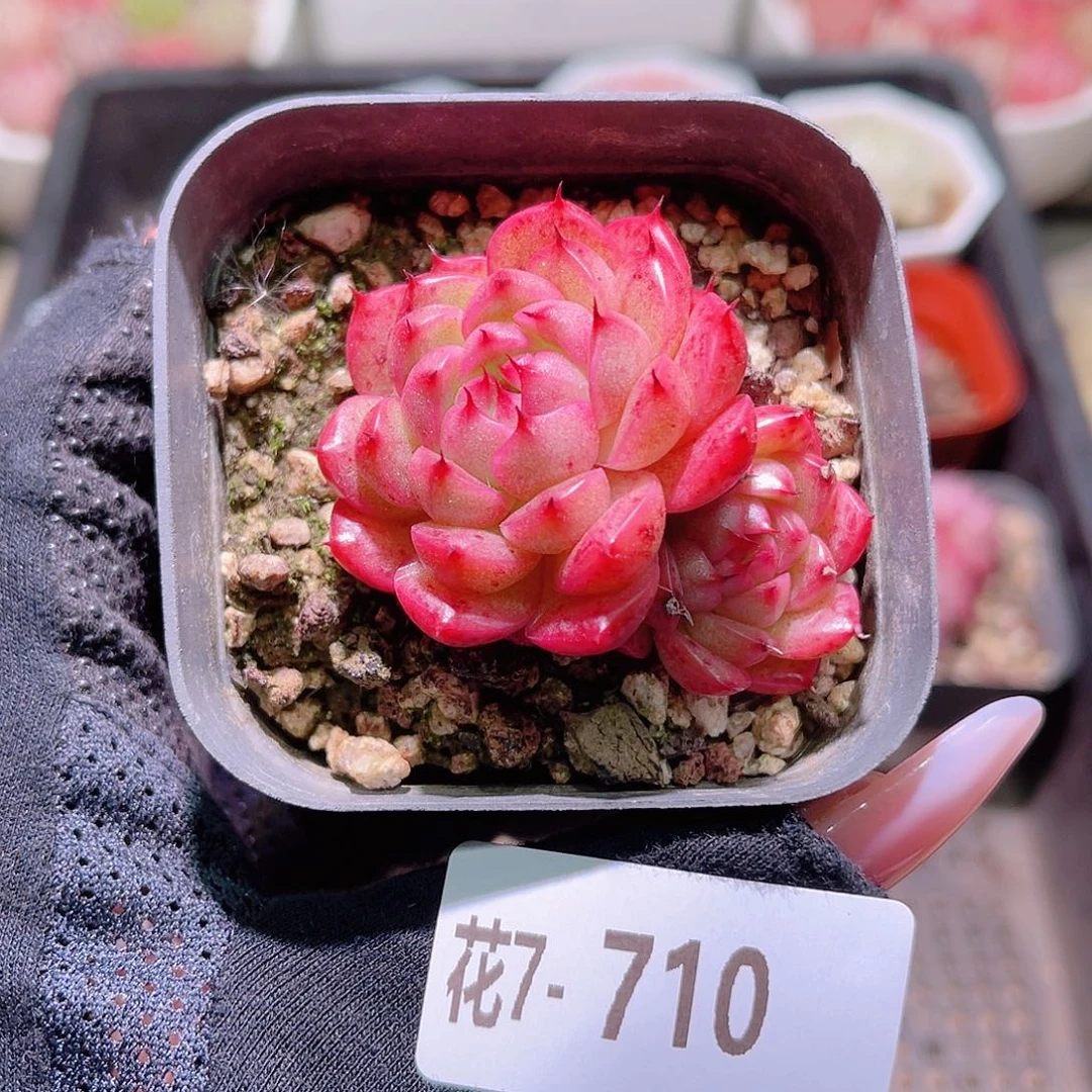 花利美7-710海王