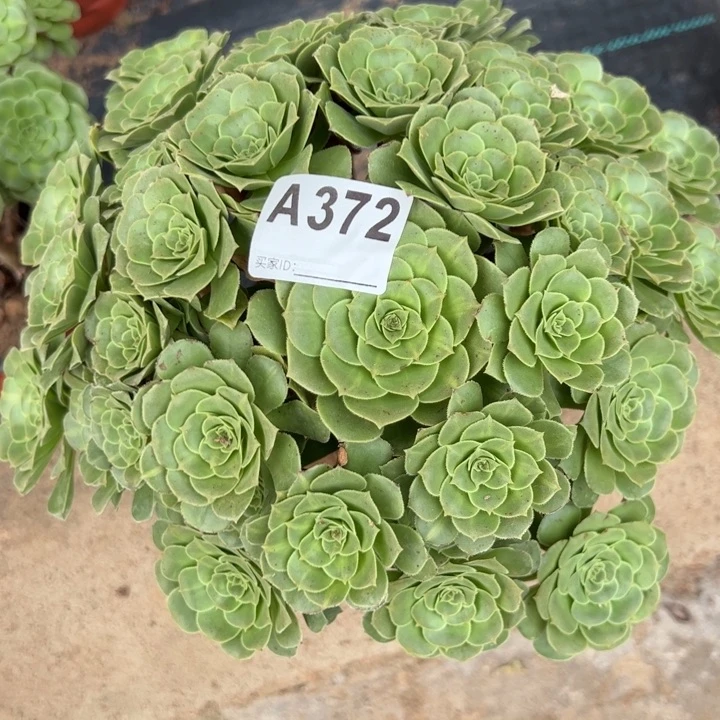 372绿羊绒30厘米左右