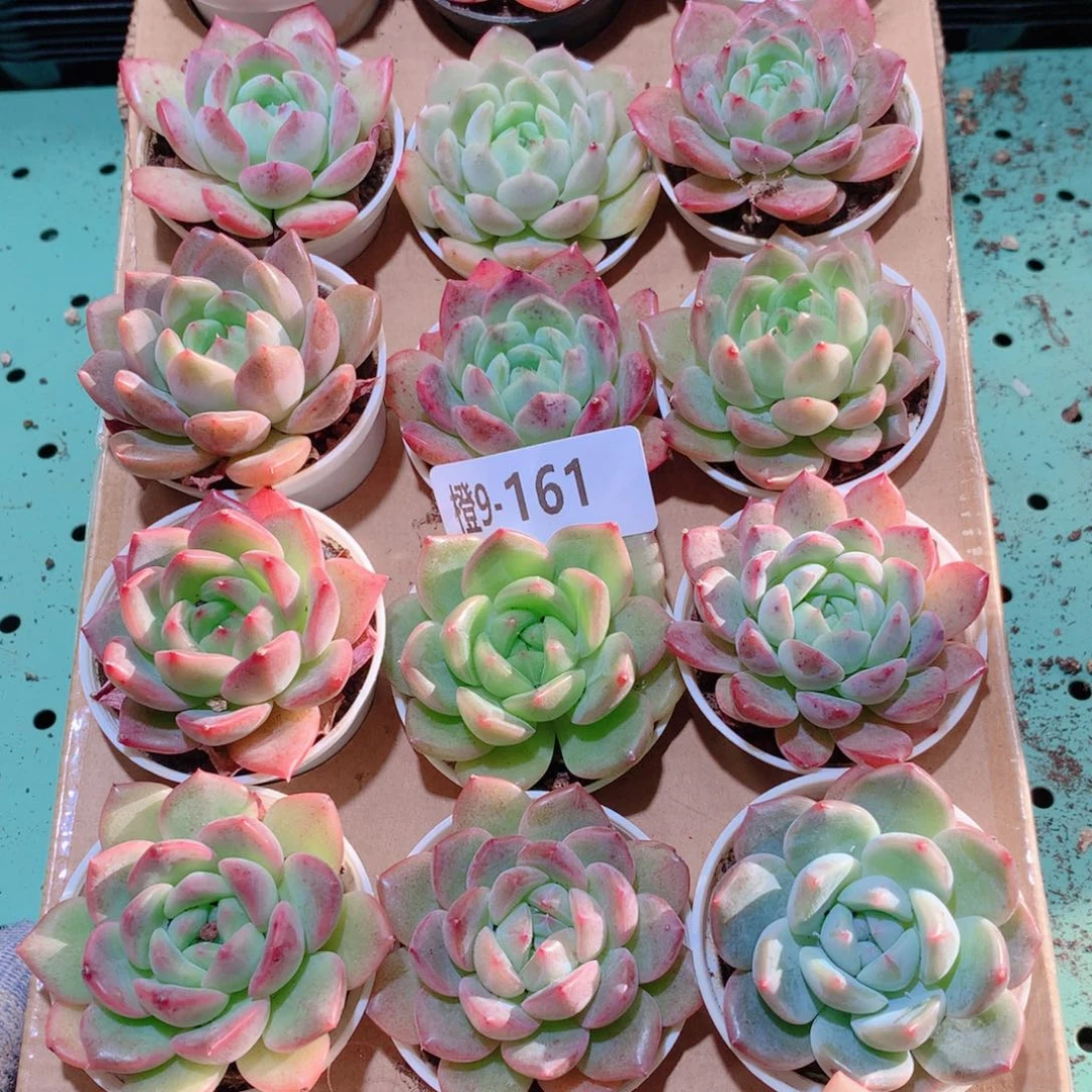 9-161一物一拍多肉带盆18颗