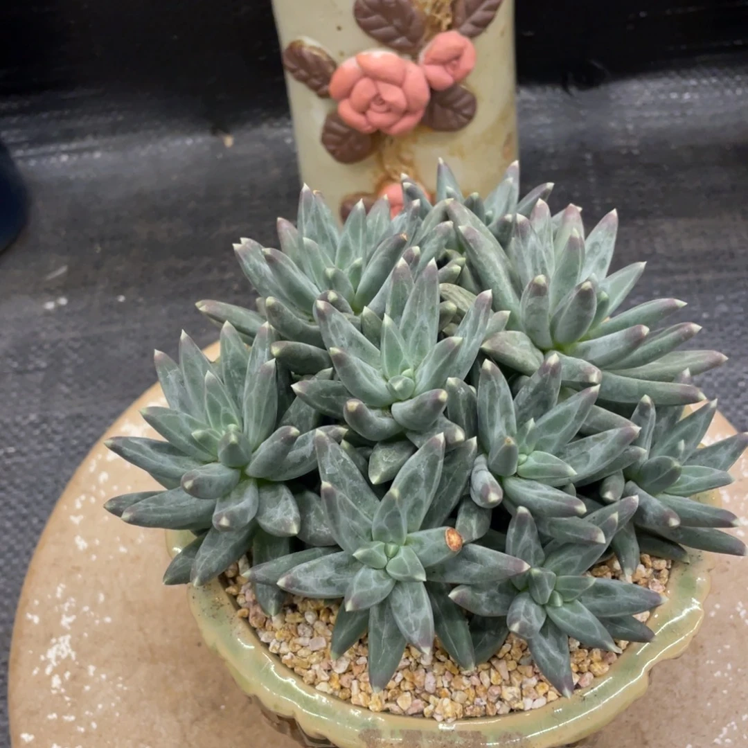 弥鹿之森一物一拍