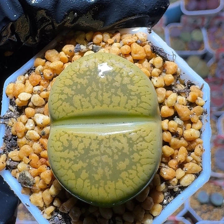 生石花3:：。在。 28号