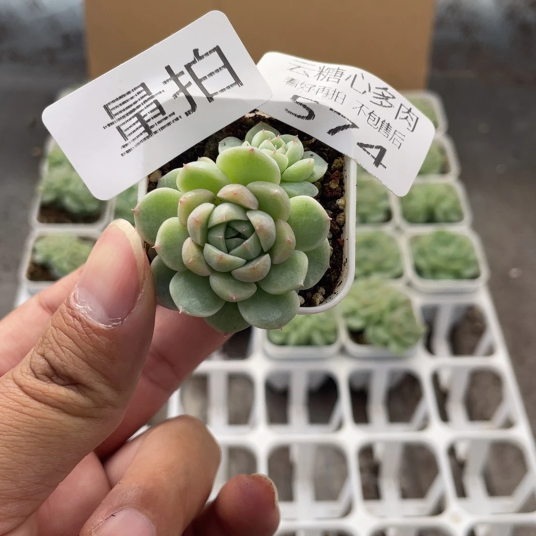 云糖心多肉植物574