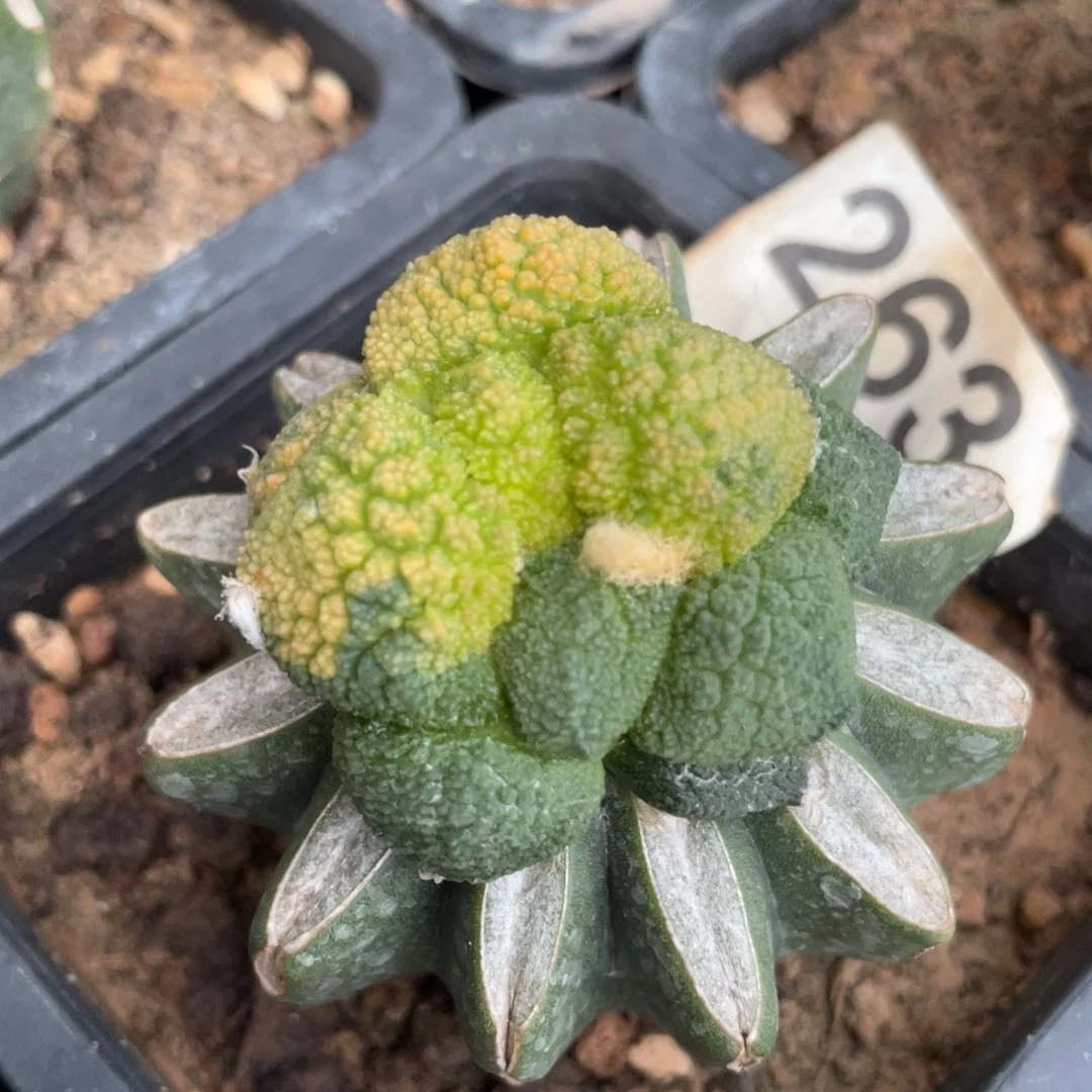 全部花朵阴阳细密犹哥斯拉牡丹锦263