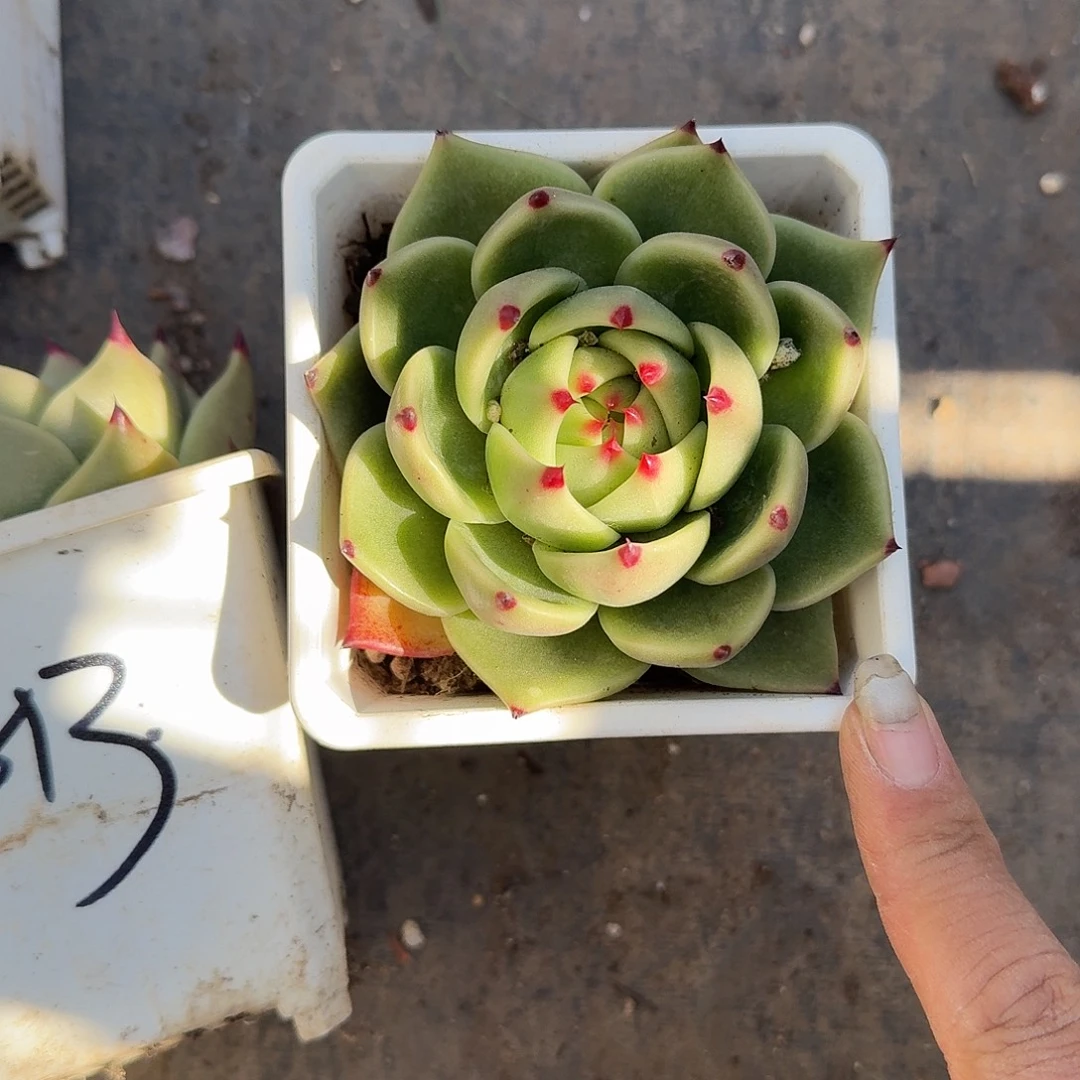 蓝龙多肉植物精品