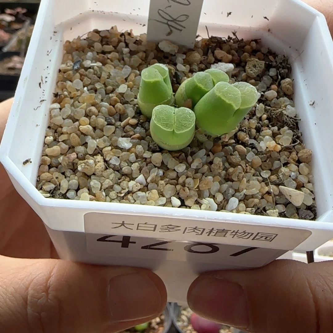 花****大白多肉植物4287